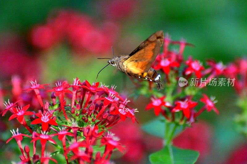 Pentas lanceolata和蜂鸟鹰蛾